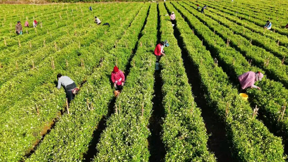 四中全会精神在基层 | 高楼镇杭白菊逆境中稳产增收 夯实乡村振兴路