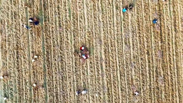 四中全会精神在基层 | 黄湾镇砂坝村：小红薯成“致富果” 绘就乡村振兴甜蜜图景