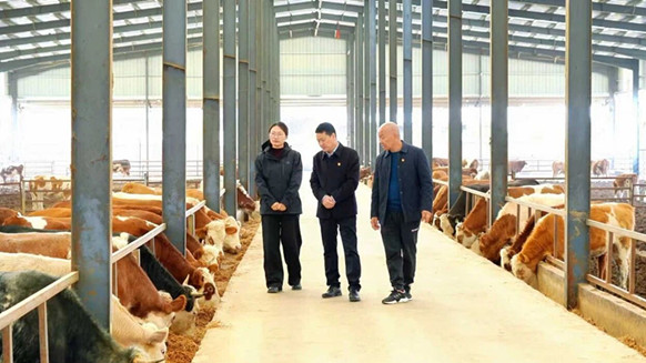 四中全会精神在基层丨灵璧县禅堂镇：“红色引擎”牵引养牛产业“牛”起来