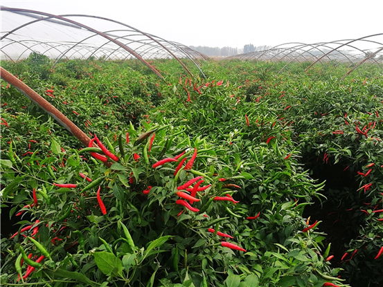 "按照传统的种植方式,种植小麦和玉米,一年下来每亩地收入很难达到