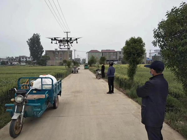 灵璧县韦集镇强化小麦后期管理确保夏粮丰产丰收