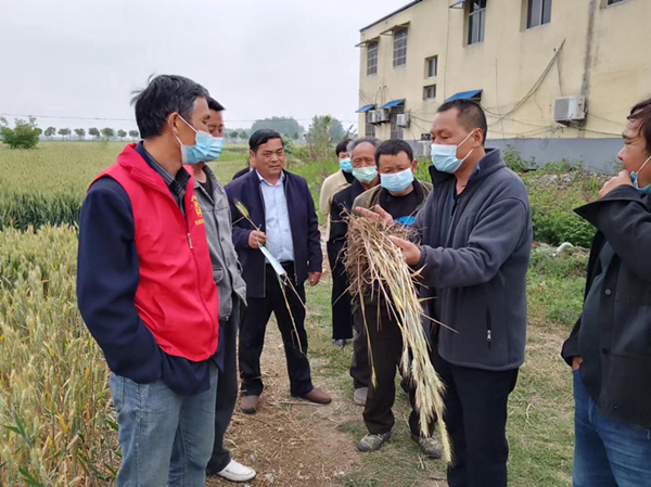 灵璧县韦集镇强化小麦后期管理确保夏粮丰产丰收